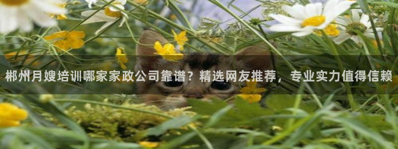 杏悦平台代理怎么样