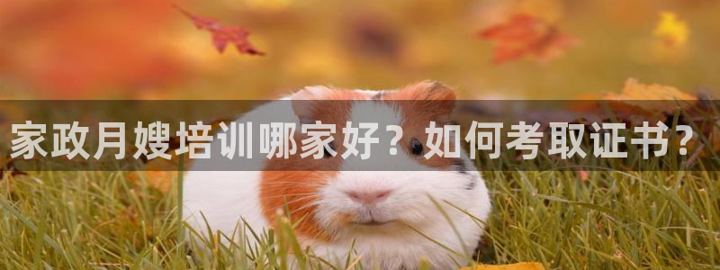 杏悦平台代理怎么赚钱