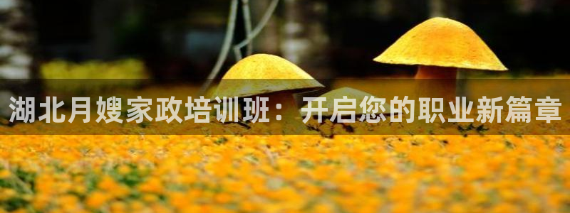 杏悦平台代理怎么做的